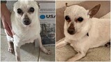 今年で２１歳！ 世界最高齢犬は米国のチワワ