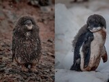 雨の南極…「凍死の危機」にさらされるペンギンのひな