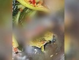 韓国の高校の給食に「死んだカエル」…1カ月に２度目の事故