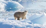 ホッキョクグマの最後の希望？ 海氷なしで生存する集団発見