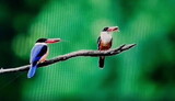 写真作品に見えますか？…「鳥類虐待」の現場です（３）