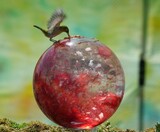 写真作品に見えますか？…「鳥類虐待」の現場です（１）