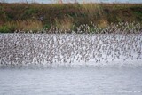 １年で渡り鳥２万３５１１羽が消えた…「ラムサール湿地」韓国の松島干潟で何が？