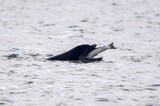 しまった！海の外に飛び出した鮭、イルカの口の中に「着地」