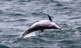 ［ルポ］水族館に最後に残されたミナミハンドウイルカの野生放流現場を行く（１）