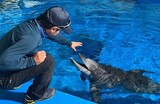 水族館イルカ「ピボンイ」台風避けるため野生適応一時中断、再び水族館へ＝韓国