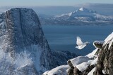 崖からの飛翔、雪原の決闘…鳥たちの知られざる生