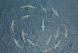 直径４０メートルの「サメの合コン」目撃…「一人ぼっちが繁殖する方法」