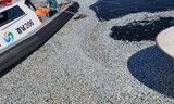 鎮海湾で「マイワシ大量死」…出現も原因もミステリー