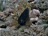 熱帯の島にネズミが侵入すると魚の性格が変わる