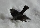 死骸積みあがる「鳥の墓場」…鳥の死骸の８３％は防音壁の下で発見＝韓国