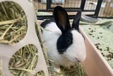 ペットとして「第二の生」…ウサギの愛情表現はどれほど愛らしいか