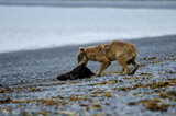 シカのいなくなった島、オオカミはラッコを食べて生き抜いた