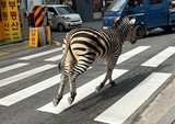 ソウル都心を闊歩した２歳のシマウマ、檻脱出から３時間後に動物園に帰る