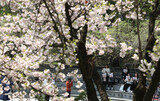 春のキャンパスに鳴り響いた強制動員解決策の撤回を求める声＝韓国［フォト］