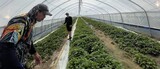 「サツマイモ農場」襲った韓国法務部…「農民に刀を振り回す国」