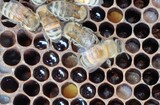 韓国でミツバチ１４１億匹が大量死…蜜が底をついた４月