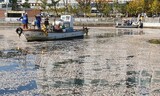 巨大なマイワシの群れが韓国に来襲…「食べて片付けよう」？