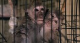 サルの赤ちゃんを拷問・殺害した国際犯罪組織「虐待動画５０００ドル」