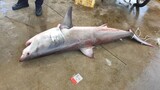 韓国でまた２メートルのサメ…東海での海水浴では注意を