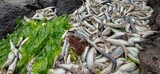 韓国の済州でマイワシ大量死…「鎮海湾の大量死とは異なる」