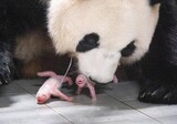 韓国で双子のパンダ誕生のニュースに中国政府が公式論評…関心高まる
