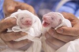 １２０キロのパンダが１００グラム台の赤ちゃん産む理由は…「フーバオは健康優良児」