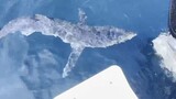 韓国でサメが釣り糸を切断…攻撃的なヨシキリザメであることを確認