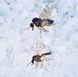 ７０年にわたり独島警備隊員を苦しめてきた吸血昆虫、実は「新種の蚊」
