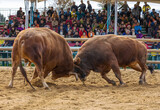 韓国、闘牛の無形文化財化を検討？…「伝統ではなく動物虐待」