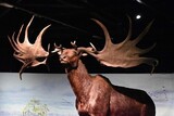 ヘラジカに似た体格に、頭には幅３.５メートルの角…古代鹿のミステリー