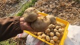韓国でジャガイモ栽培危機…「種イモ植えられない３月は初めて」