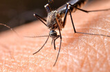 韓国で２カ月も早くなった蚊の発生…温暖化続けば「デング熱」が土着化する恐れも