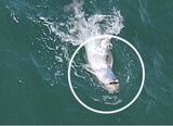 くちばしに釣り針が引っ掛かったままひっくり返った体…済州でイルカが死んでいく