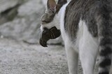 誰かに捨てられた猫が招いた絶滅の悲劇…「鳥の天国」が危機に＝韓国