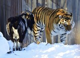 友達になった虎とヤギ…動物たちの「特別な友情」に惹かれる３つの理由