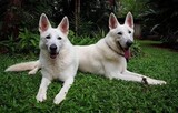 飼い犬にまで性的拷問・殺害…動物学者ではなく虐待者だった