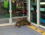 １００キロのイノシシが韓国の都市鉄道駅で大暴れ…乗客が腕をかまれる