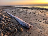 「災害の前兆」3カ月で新たに３回…水深９００ｍの深海魚、また死ぬ