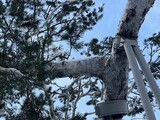 ソウルで１１７年ぶりの大雪、重さ３倍の「湿雪」で韓国の天然記念物の白松折れる