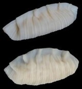 韓国企業、「細い縞模様の餃子」で米国特許取得…中国で反発