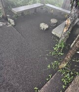 山の頂上に「ラブバグ」がびっしりで「前が見えない」…韓国・仁川の現在の状況