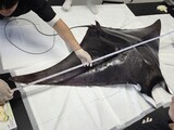 沸騰する済州の海…赤道から移動してきた「マンタ」を捕獲＝韓国