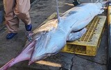 済州に棲む「３メートルのメカジキ」東海で捕獲…売り値はたった６千円あまり＝韓国