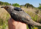 ２８センチの小さな体でアフリカから３万キロ飛び韓国まで…すごいぞホトトギス