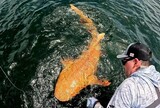 写真を見れば幸運？存在自体が幸運…コスタリカ「金色サメ」の秘密
