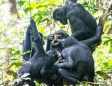 オスの睾丸・顔をかみちぎって「報復」…おとなしいボノボのメスたちのその行動の理由